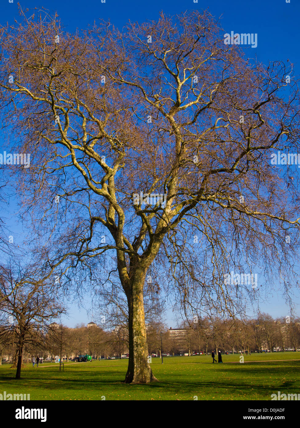 A bare tree in winter in Hyde Park. Stock Photo