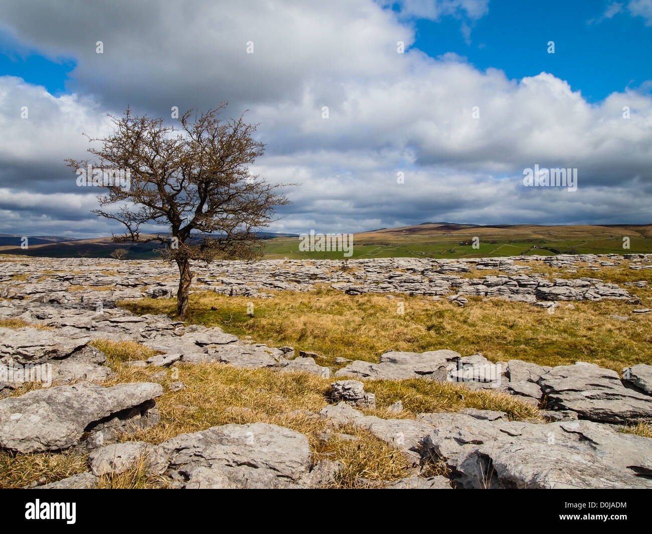 Lone tree and limestone pavement in Moughton Scars. Stock Photo