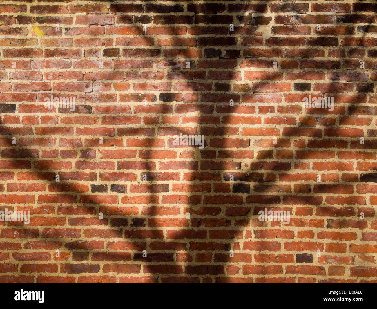 Shadow of a tree on the bricks of  the walled garden. Stock Photo