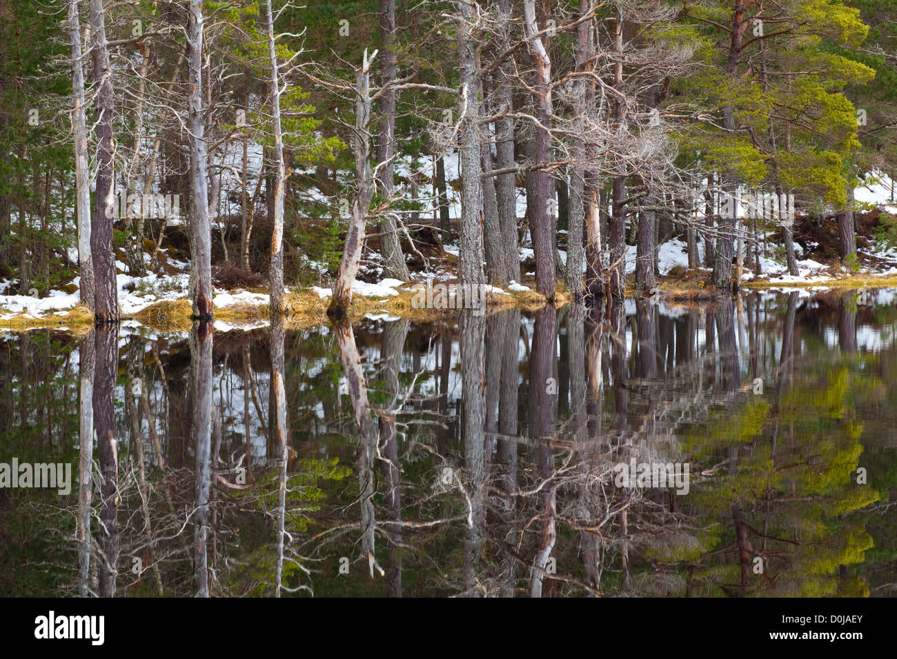 Native forest reflected upon the still loch waters of the Uath Lochans in Inshriach Forest. Stock Photo