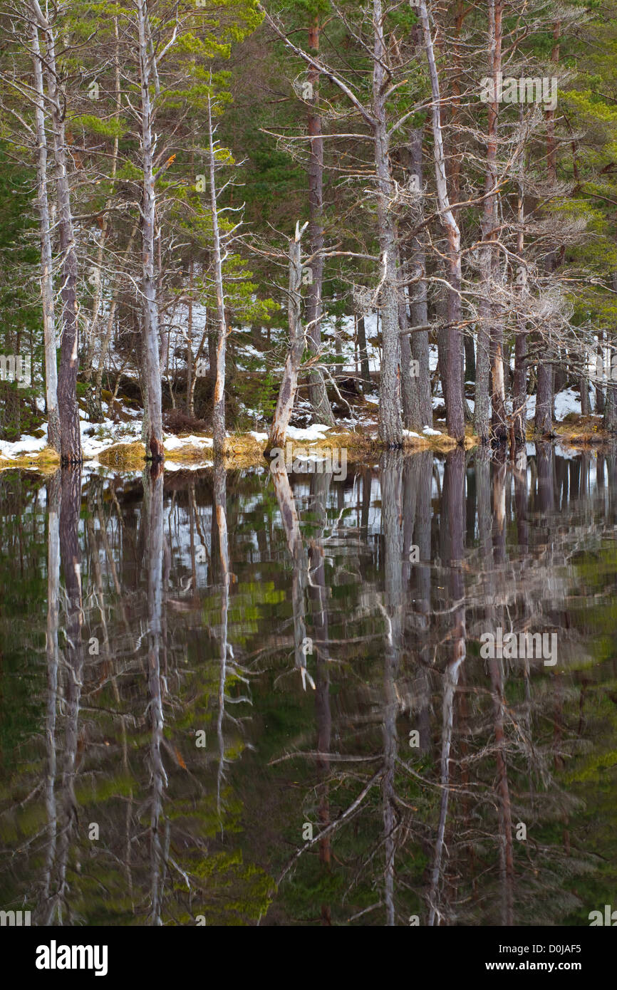 Native forest reflected upon the still loch waters of the Uath Lochans in Inshriach Forest. Stock Photo