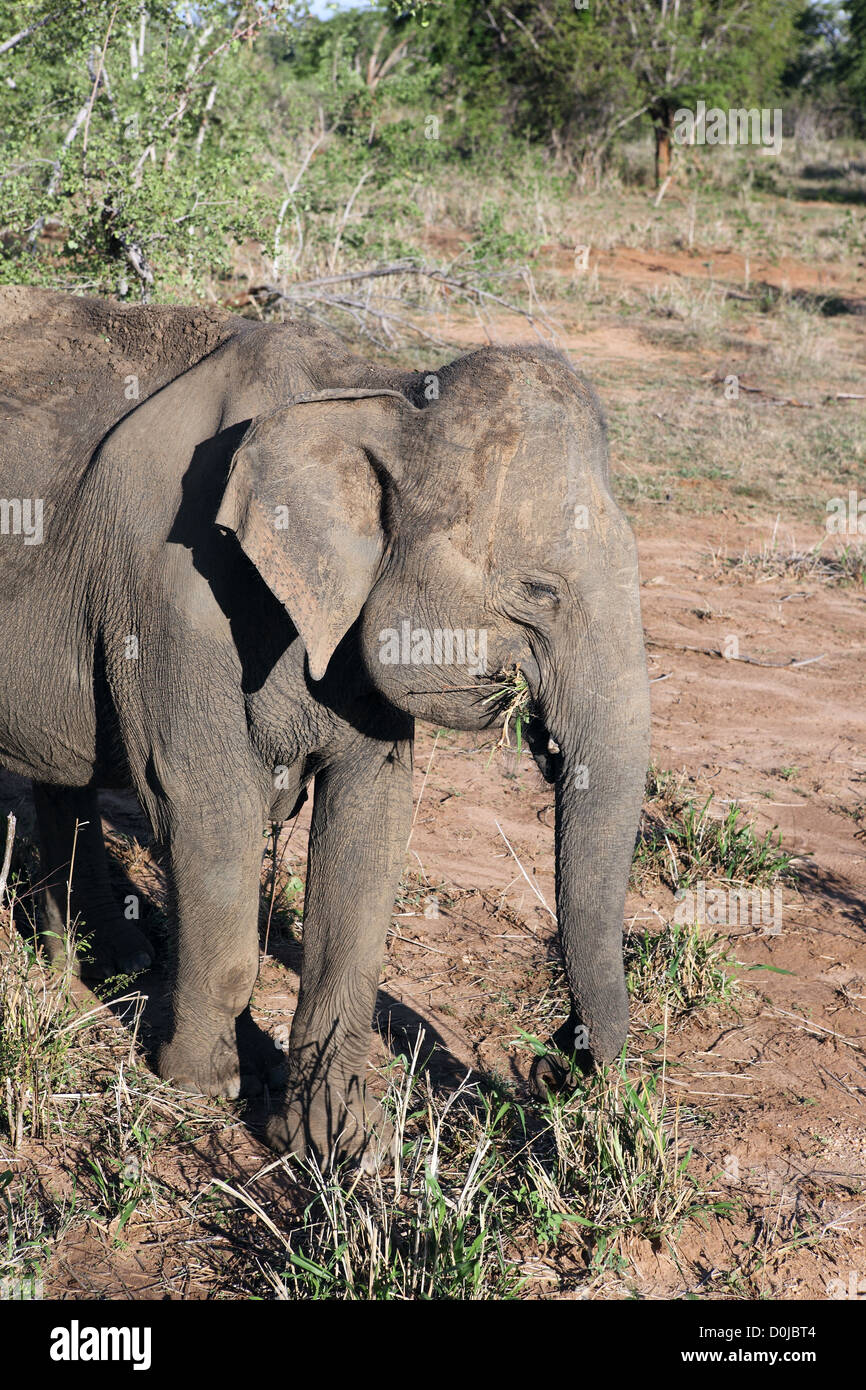 Elephant feeding at Uda Walawe National Park in Sri Lanka. Stock Photo