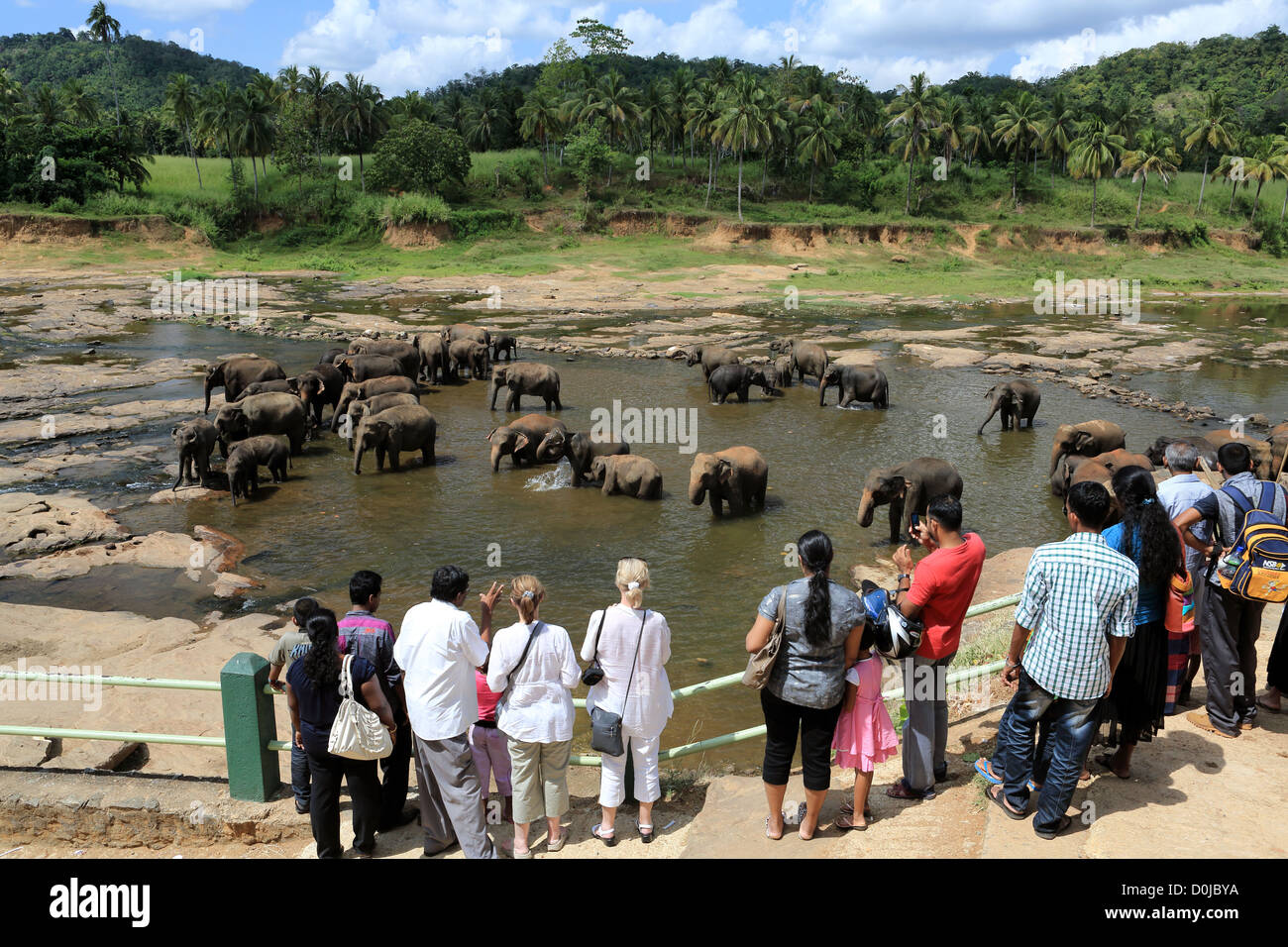 Herd of elephants nthing in a river at Pinnawala elephant orphanage in Sri Lanka. Stock Photo