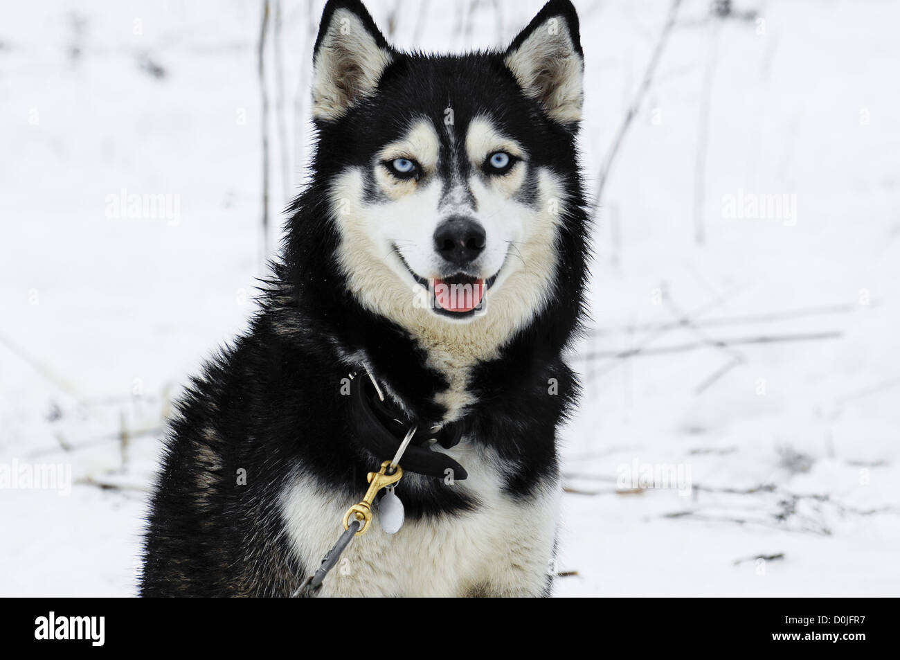 The Siberian Husky. It is a mediumsize dog, densecoat working dog