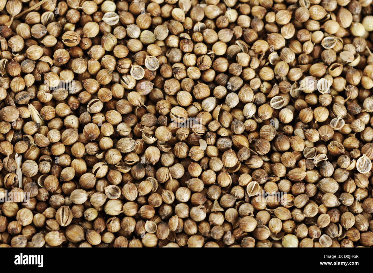 Coriander spices texture closeup, may used as background Stock Photo