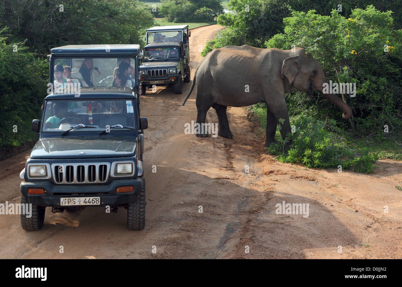 Wildlife safari jeeps watch an elephant feeding in Yala National Park in Sri Lanka Stock Photo