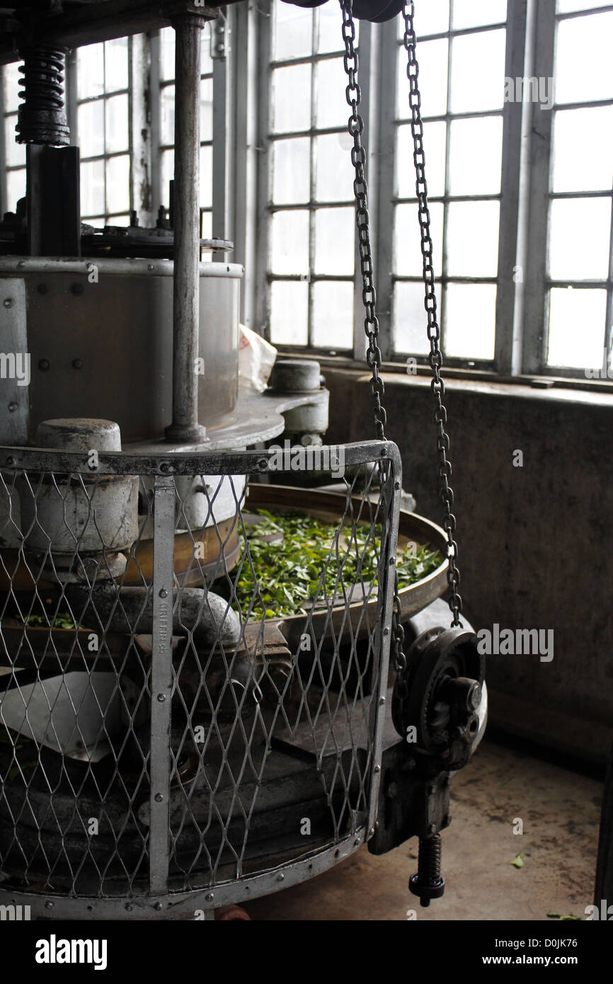 Tea factory, Munnar india Stock Photo Alamy