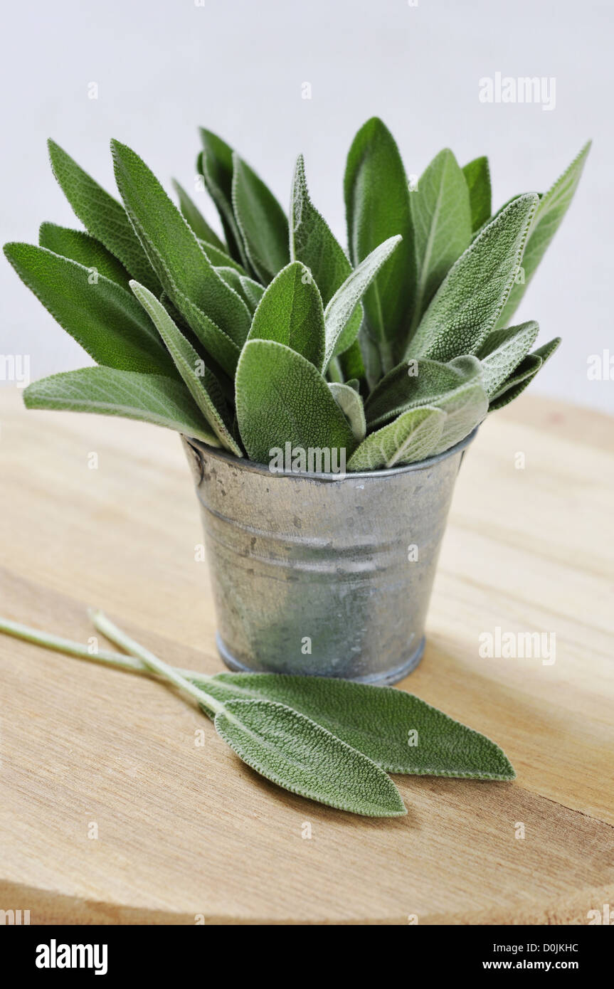 Sage leaves in a bucket close-up on a wooden cutting board Stock Photo