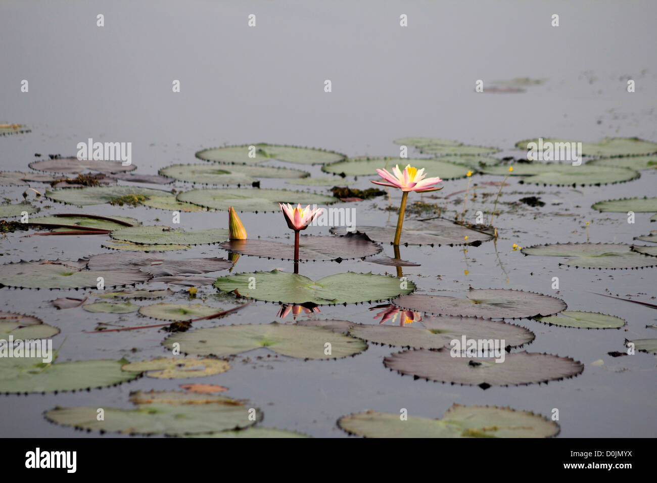 Indian Water Lilies High Resolution Stock Photography and Images - Alamy