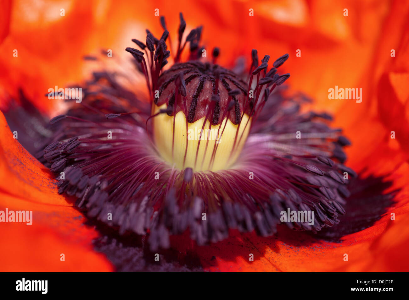 Poppy flower head inside. Macro stamens and pollen Stock Photo