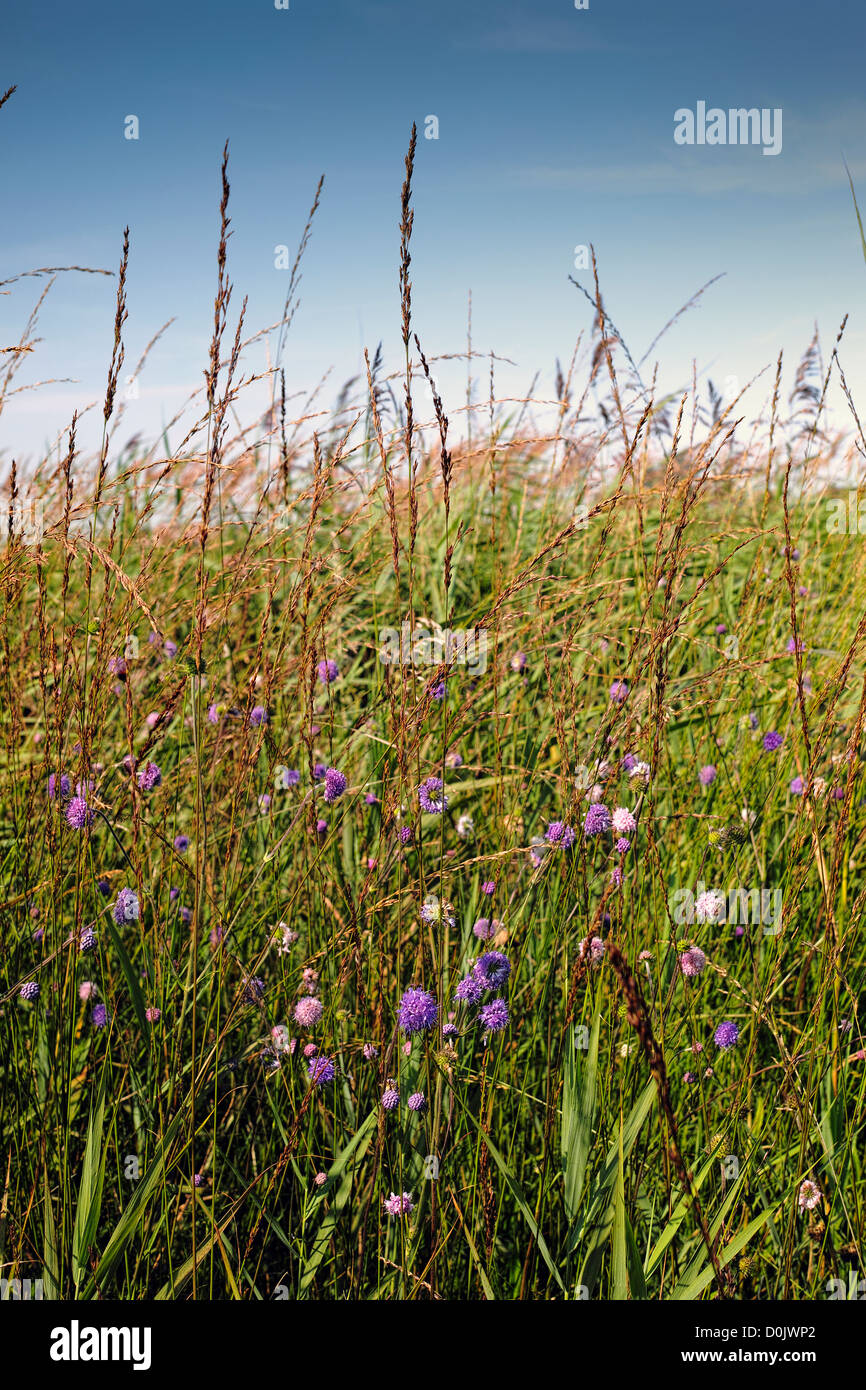 Wild flowers growing on Wicken Fen which is one of the last fragments of fenland left in East Anglia. Stock Photo