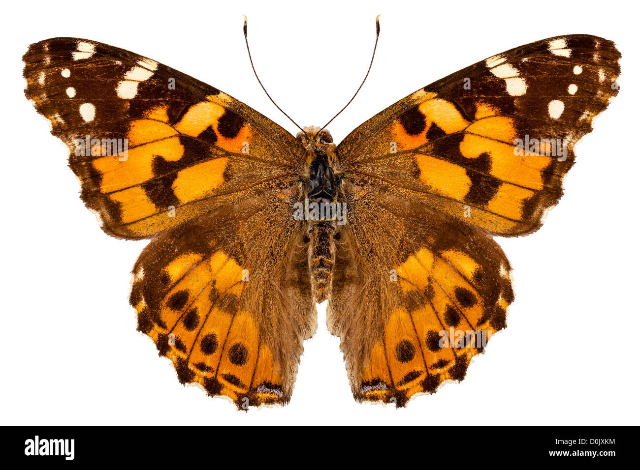 Butterfly species Vanessa cardui 'Painted Lady' Stock Photo