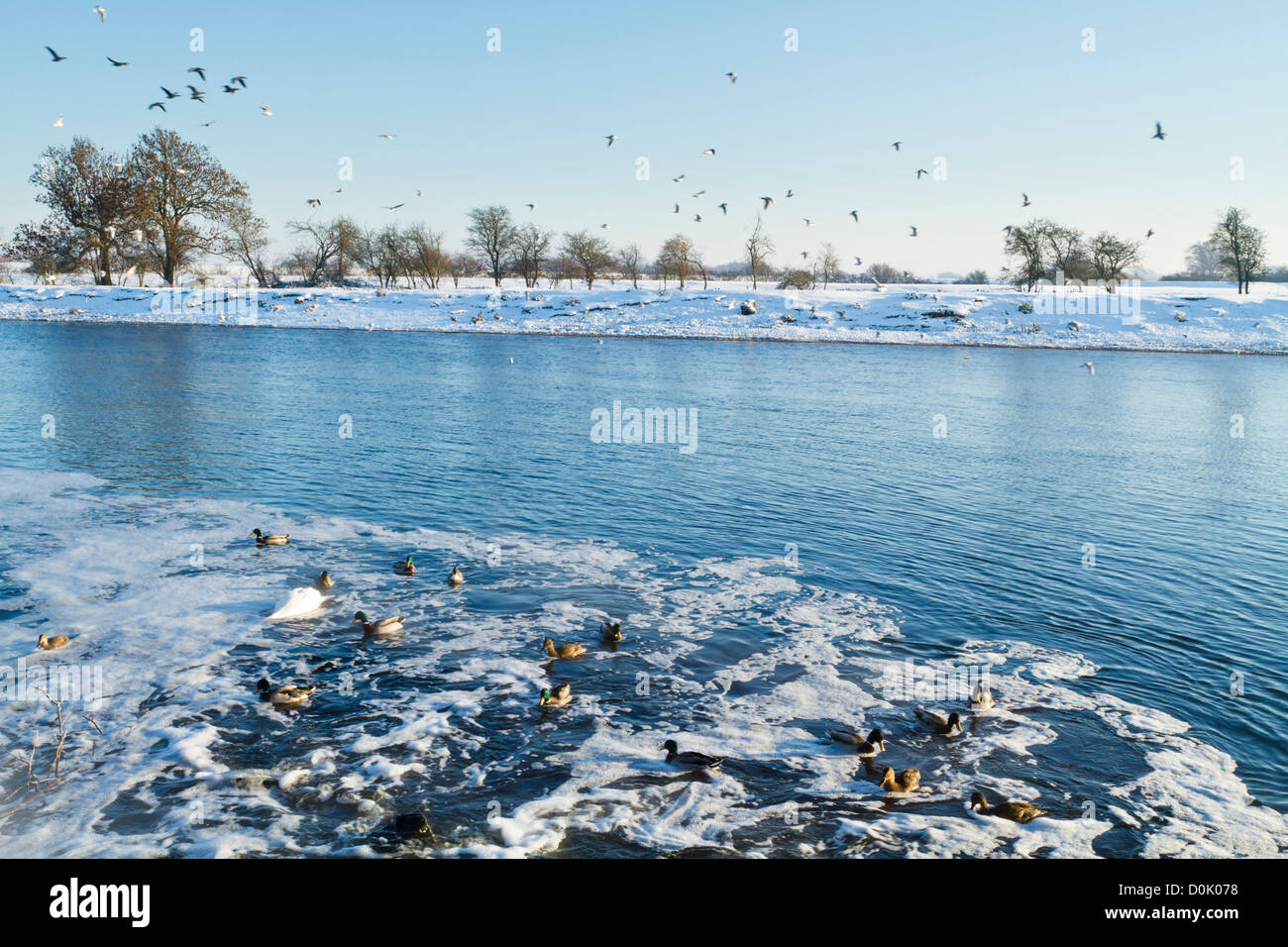 Warm treated sewerage from a Severn Trent Water treatment outlet on the River Trent attracting birds during Winter, Nottinghamshire, England, UK Stock Photo