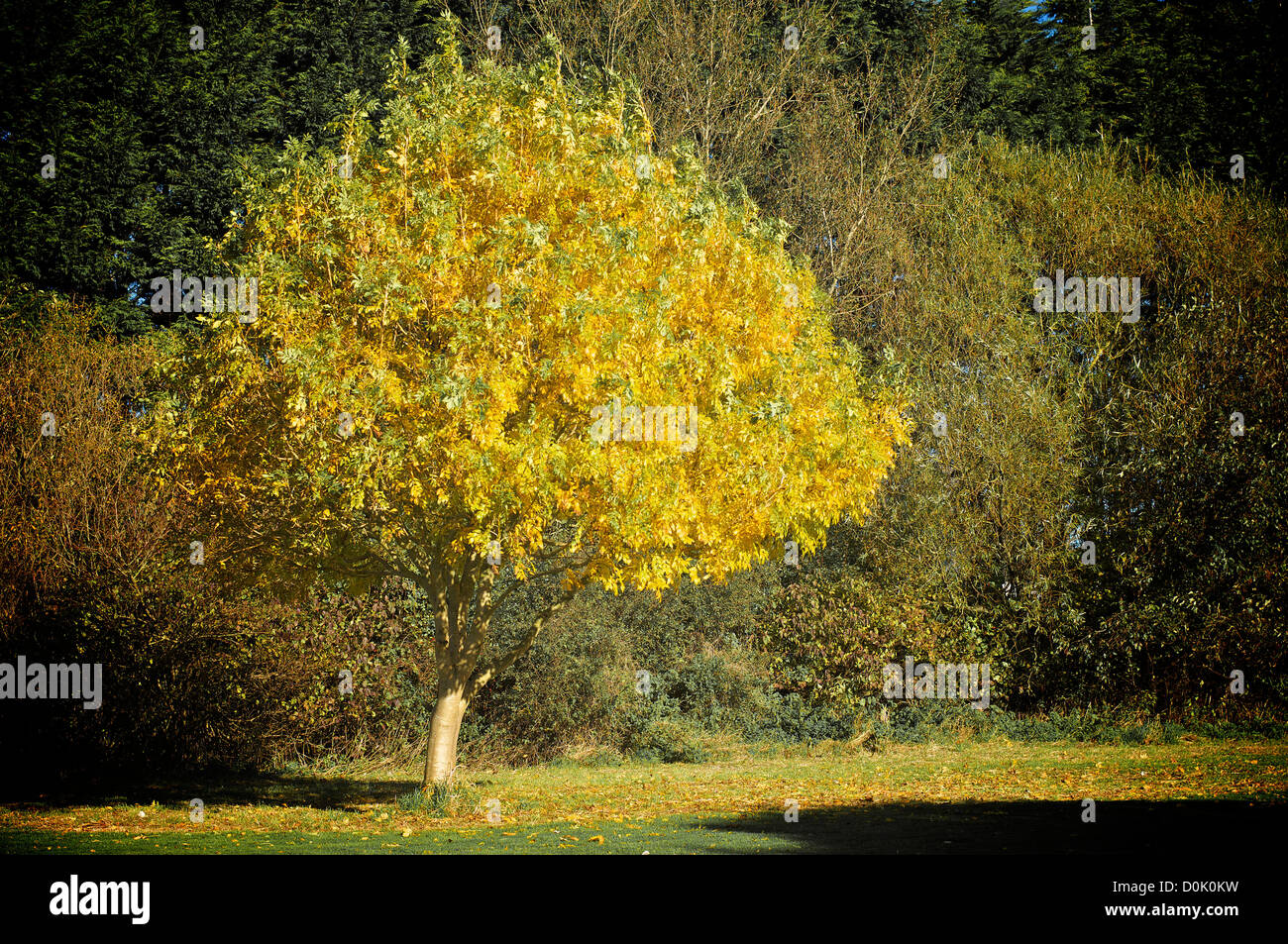 Golden colours of autumn Stock Photo