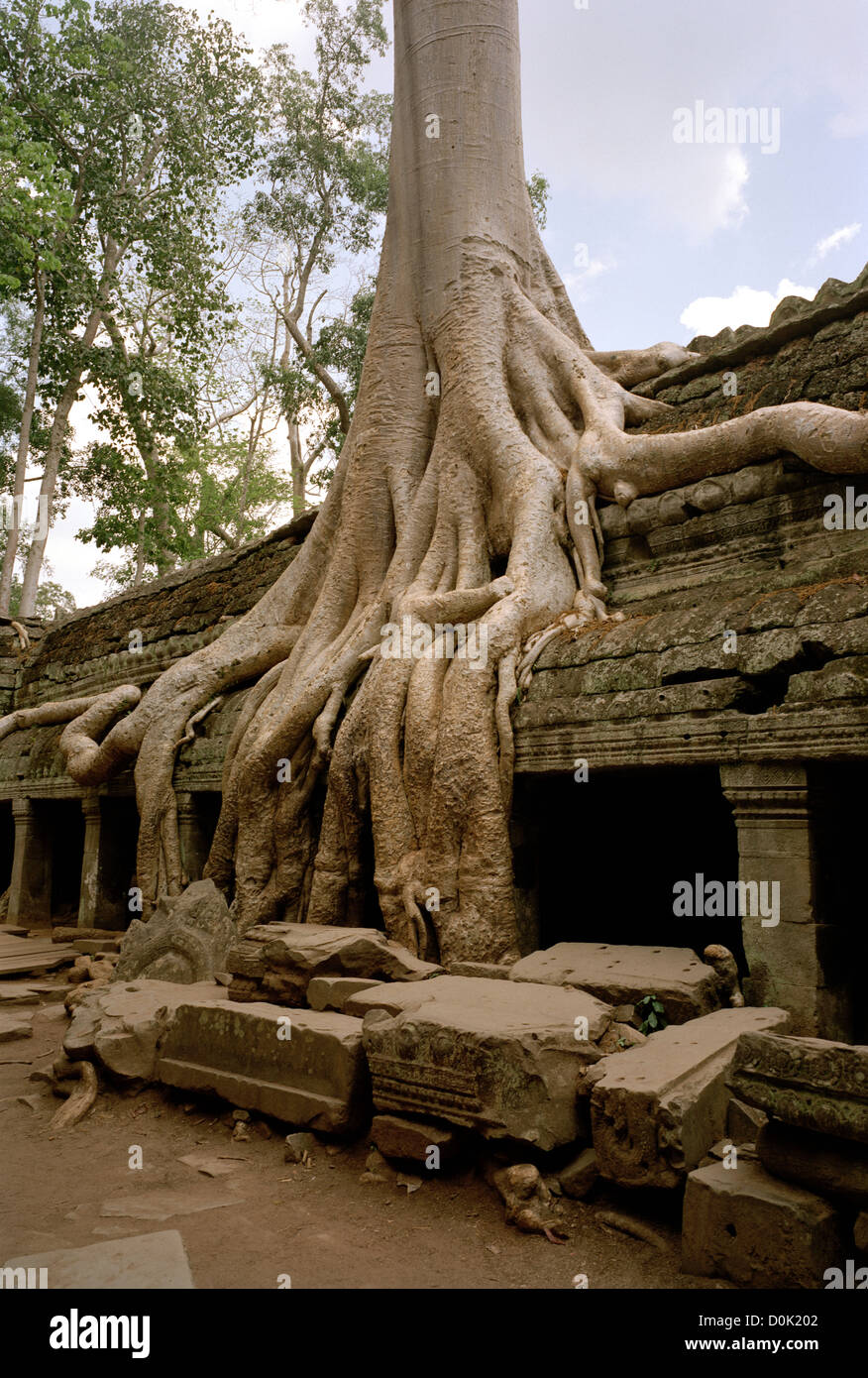 Strangler trees at the Temple of Ta Prohm at The Temples of Angkor in Cambodia in Southeast Asia. Cambodian Travel Stock Photo