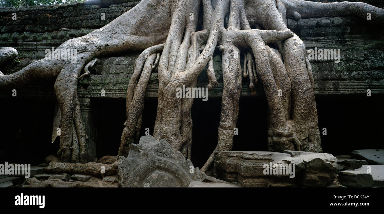 Roots of strangler trees at the Temple of Ta Prohm at the Temples of Angkor in Cambodia in Southeast Asia. Cambodian Travel Stock Photo
