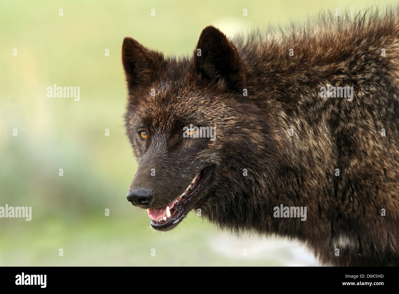 A wild (not captive) wolf from the Mollies pack in Yellowstone National Park, Wyoming, USA Stock Photo