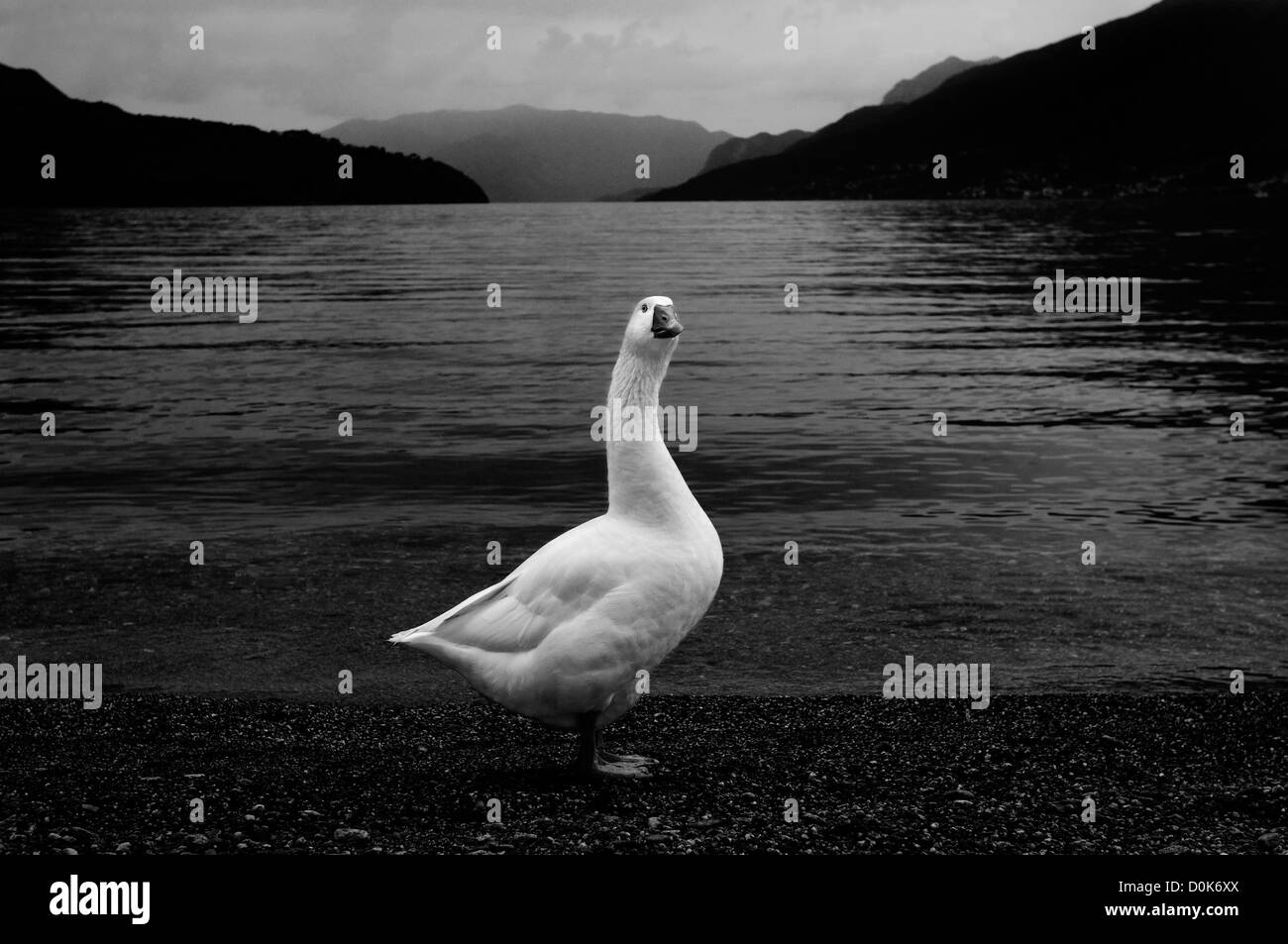 Goose, Como lake Stock Photo