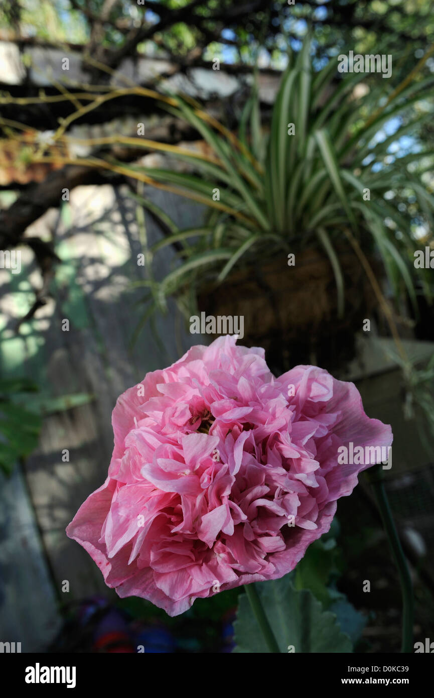 Peony form Opium Poppy (Papaver somniferum), variety Breadseed, growing