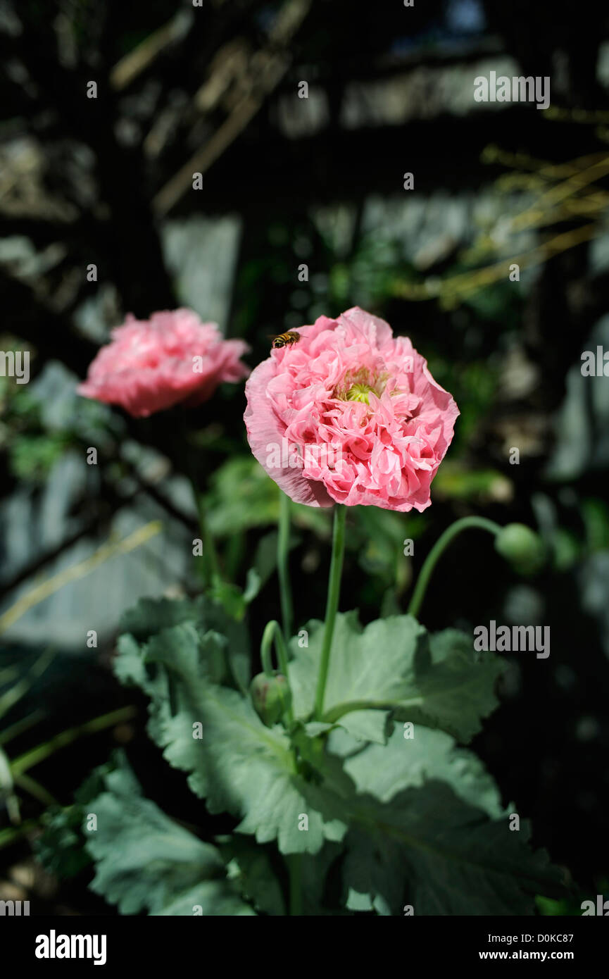 Peony form Opium Poppy (Papaver somniferum), variety Breadseed, growing