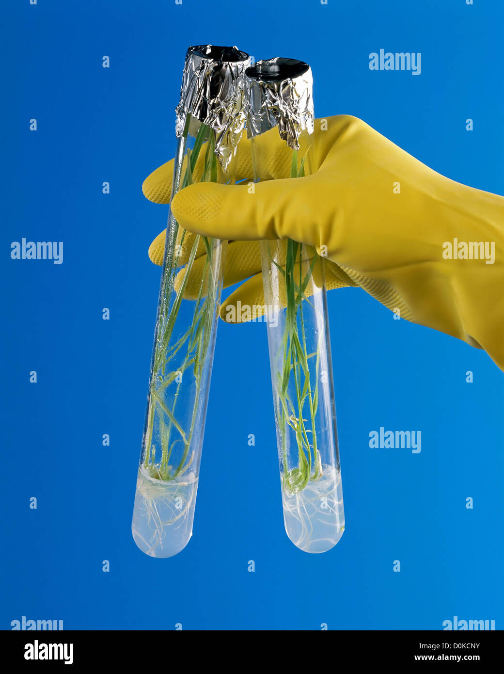 Agricultural Research Stock Photo