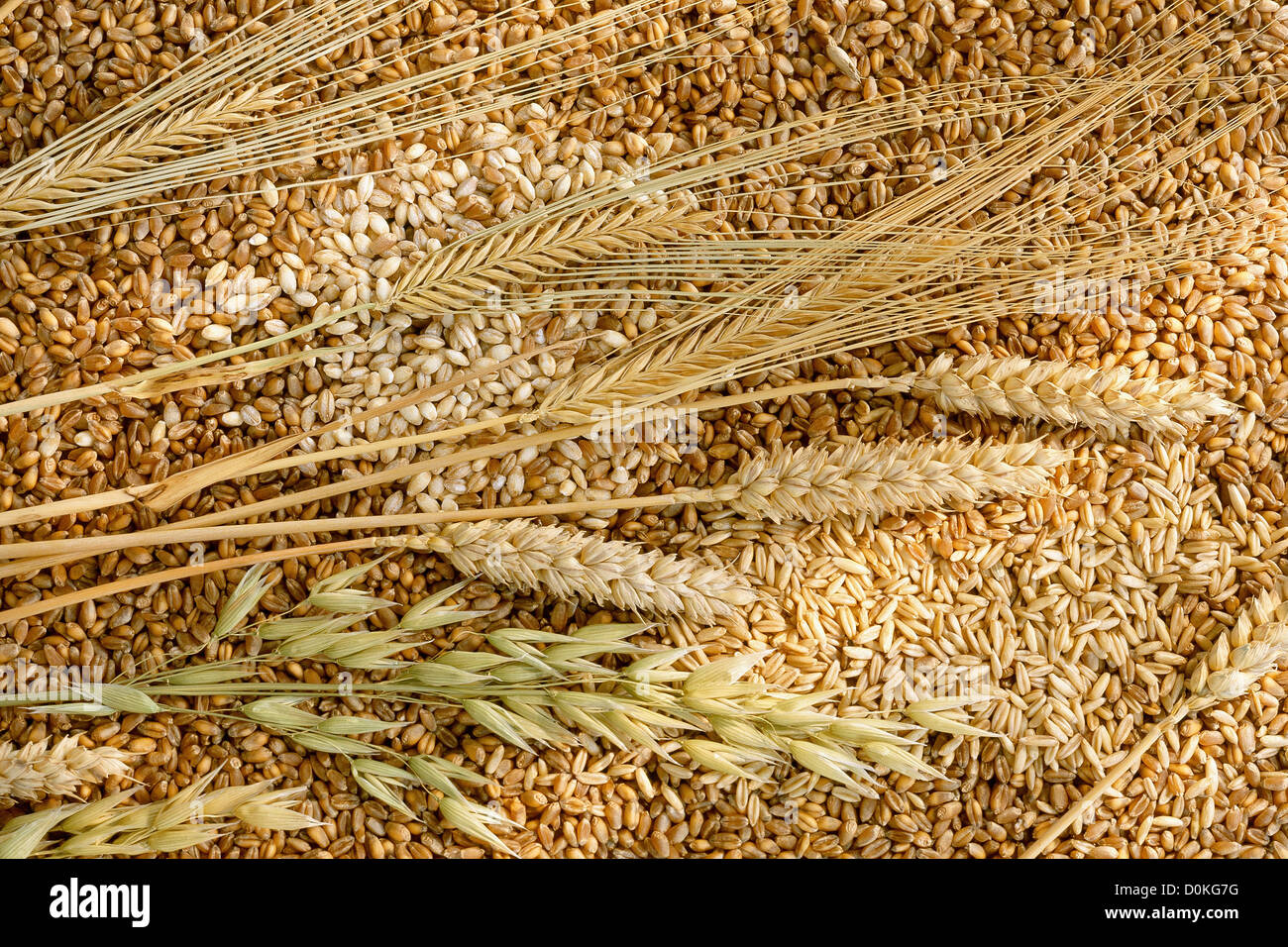 Пшеница букв и звуков. Зерно. Пшеница зерно. Ячмень. Ячмень и пшеница.