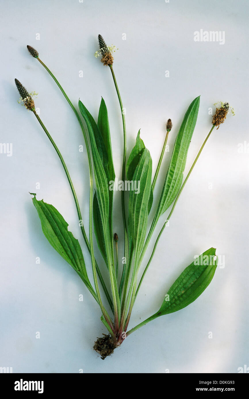 Leaves and flowers of ribwort plantain (Plantago lanceolata), a medicinal herb. Stock Photo