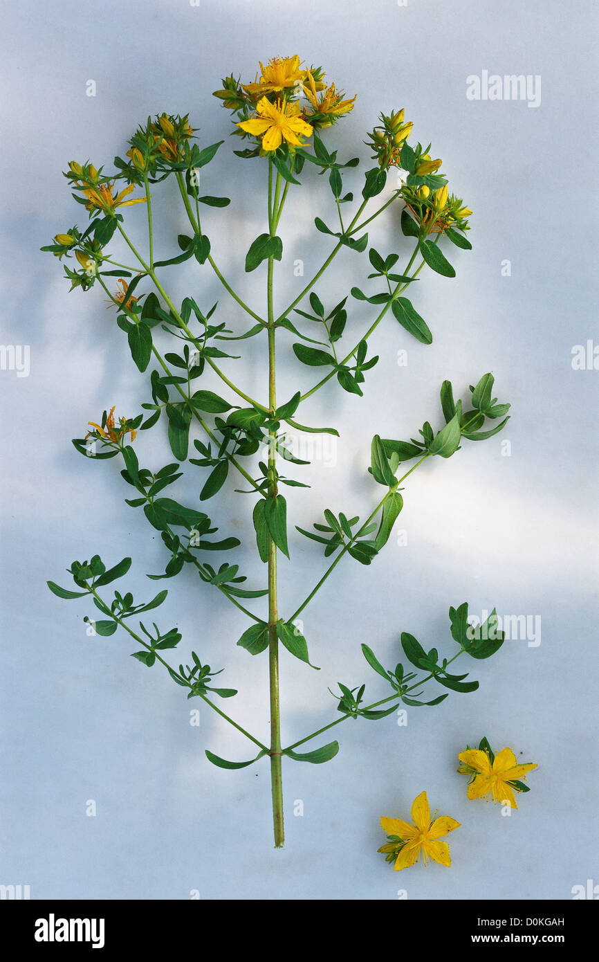 St. John's wort, a very popular medicinal herb Stock Photo Alamy