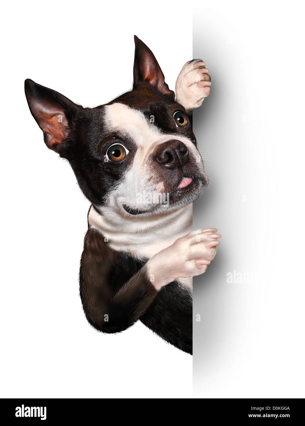 Dog with a blank card vertical sign as a Boston Terrier with a smiling happy expression supporting and communicating a message. Stock Photo