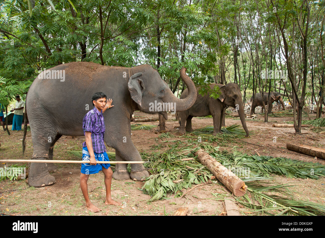 A young sri lankan mahout and elephants in a park in Colombo Sri Lanka Stock Photo