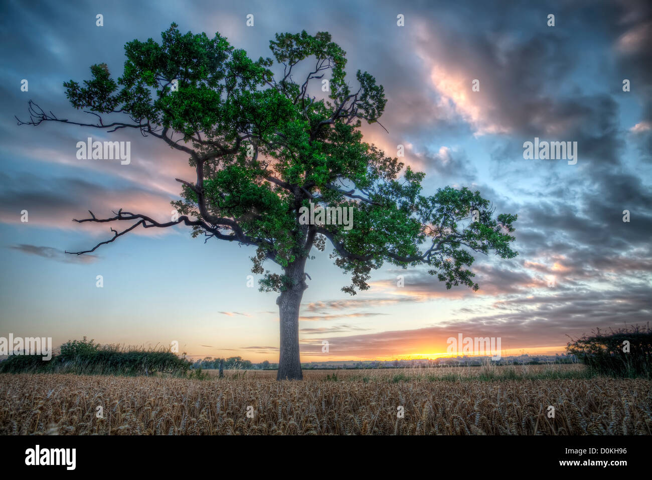 A view towards a lone tree at sunrise. Stock Photo