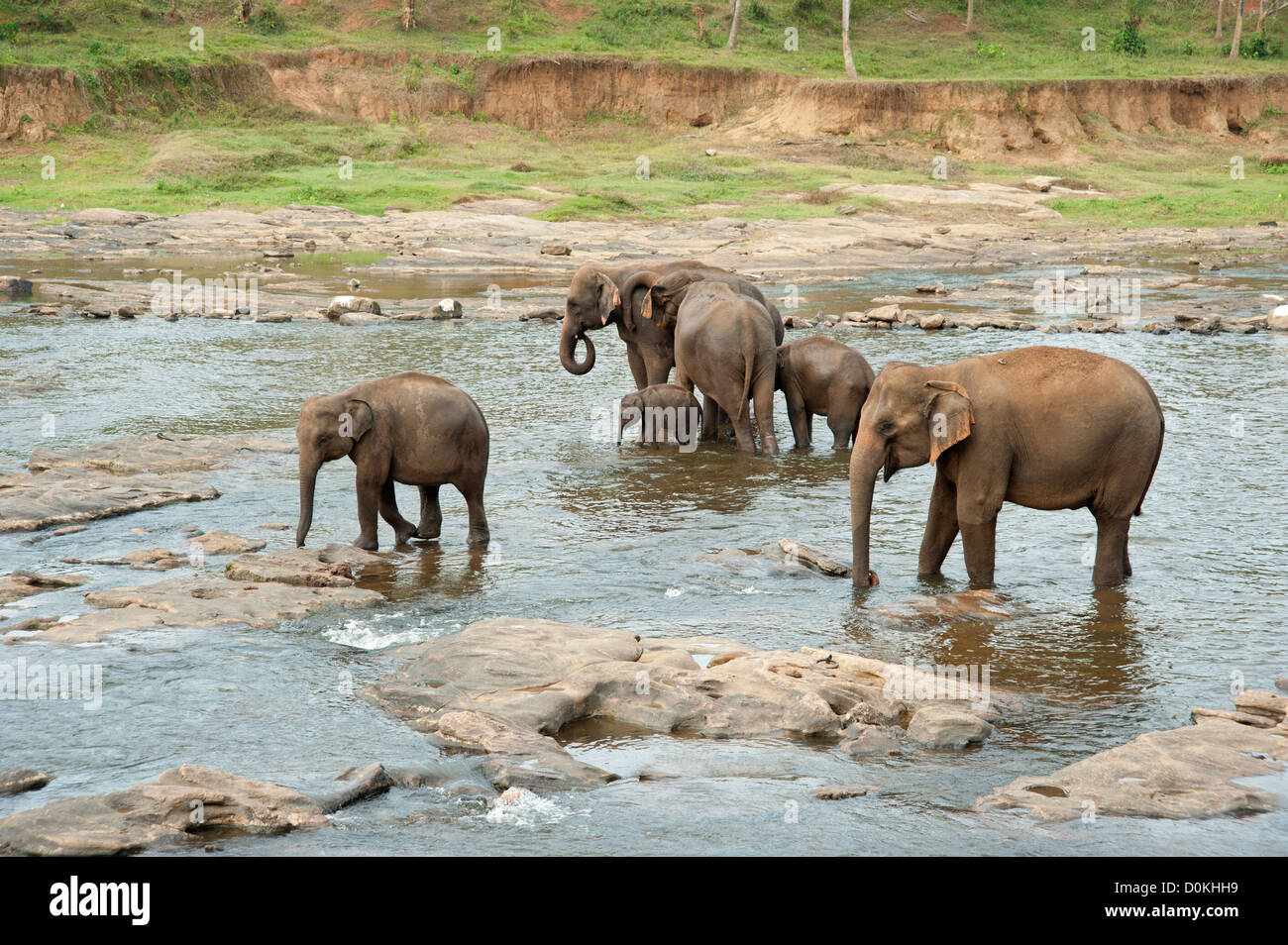 Elephants bathing at the Pinnewalla orphanage Sri Lanka Stock Photo