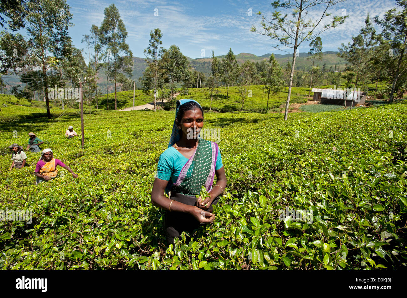 Tamil tea pickers work the hillside tea bushes in Sri Lanka's hill country of Nuwara Eliya Stock Photo