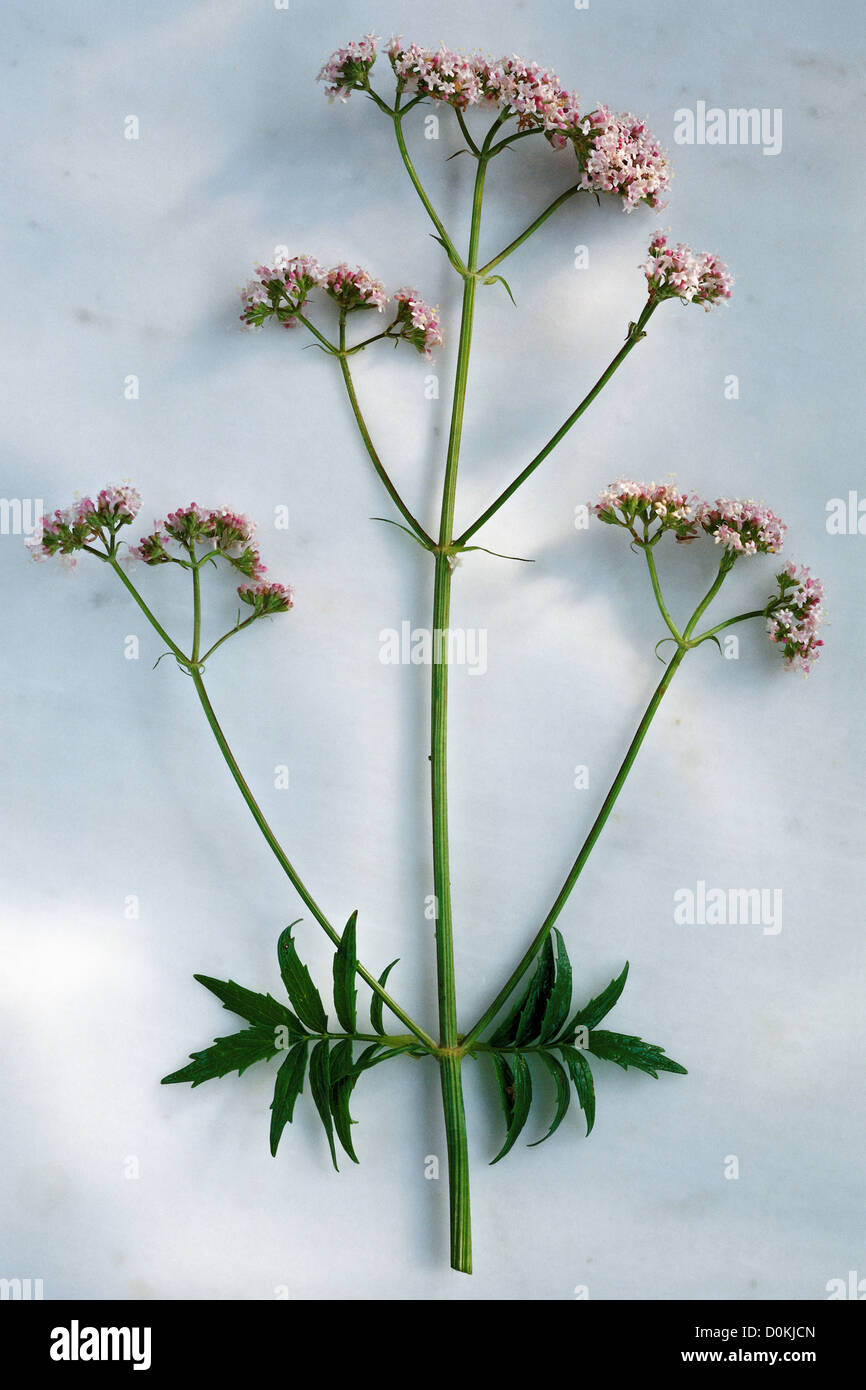 A sprig of valerian with leaves and flowers. Stock Photo