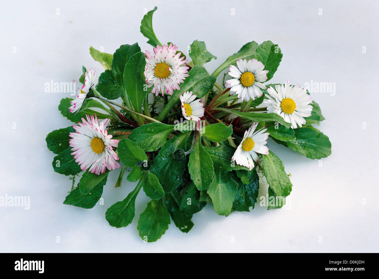 The common daisy (bellis perennis). Stock Photo