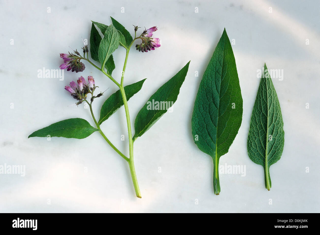 Leaves and flowers of comfrey. Stock Photo