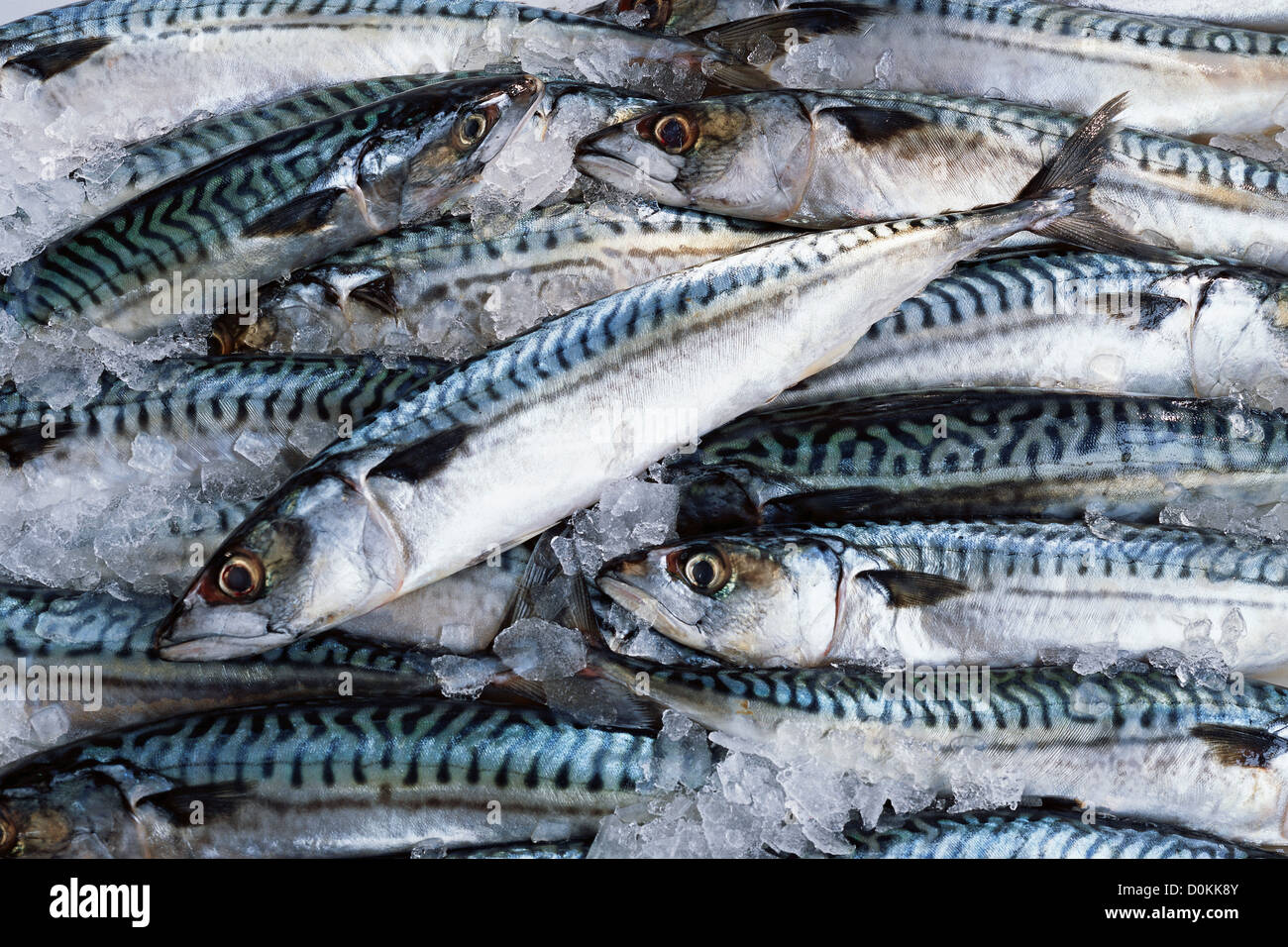A collection of fresh mackerel on ice Stock Photo Alamy