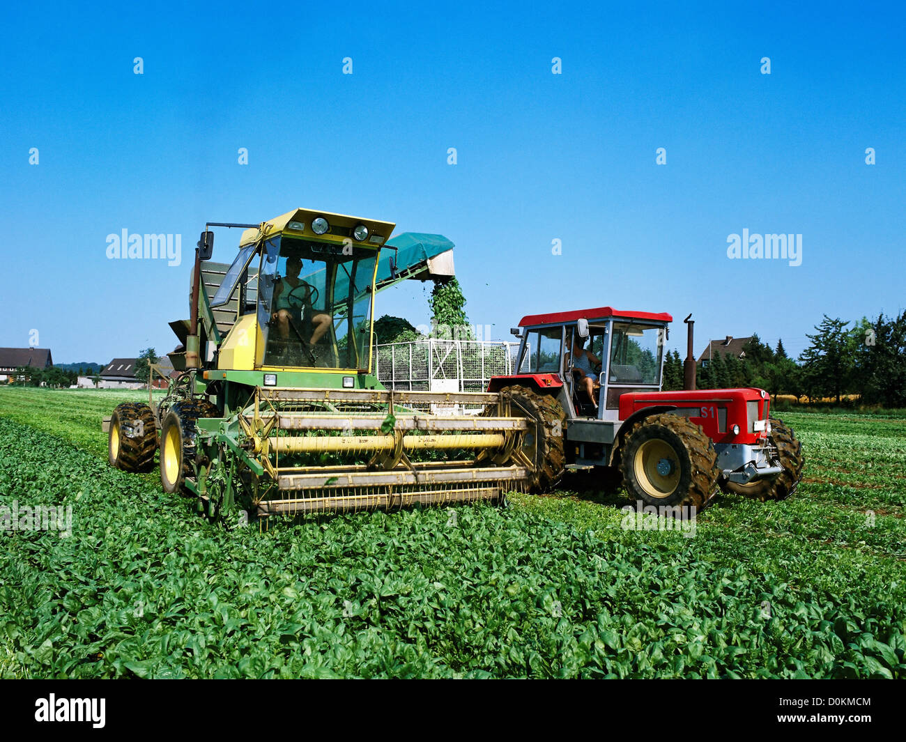 Harvesting spinach using a harvesting vehicle and a tractor in a field