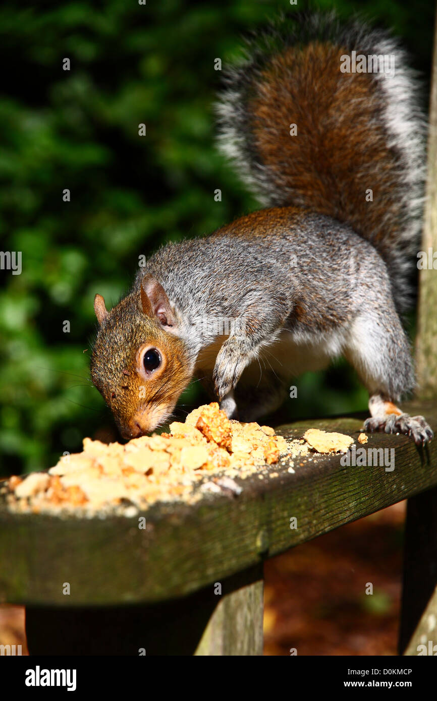 Squirrel Burying Nuts High Resolution Stock Photography and Images Alamy
