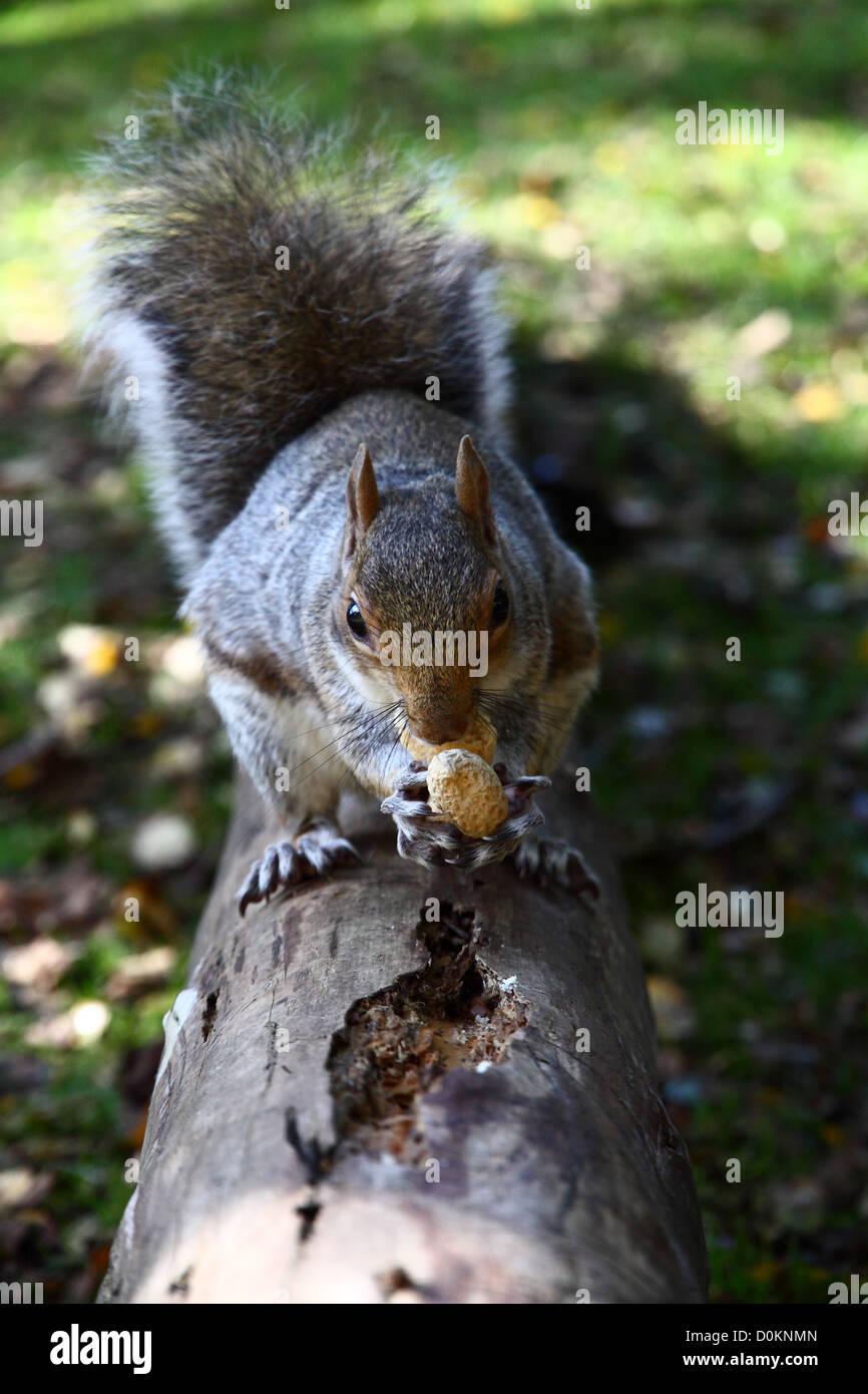 Squirrel Burying Nuts High Resolution Stock Photography and Images Alamy
