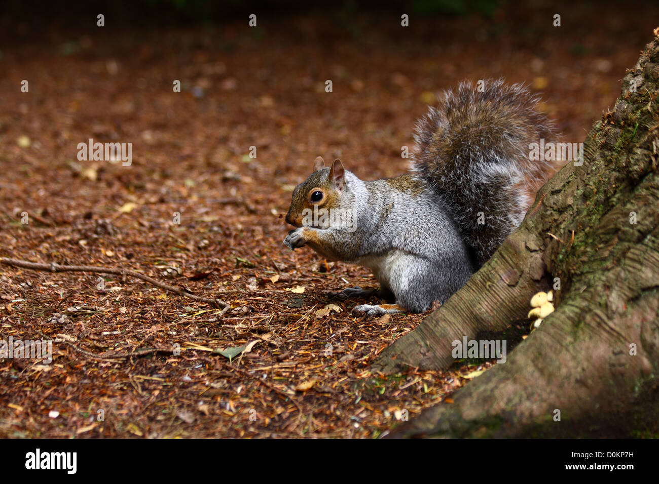 Squirrel burying nuts hires stock photography and images Alamy