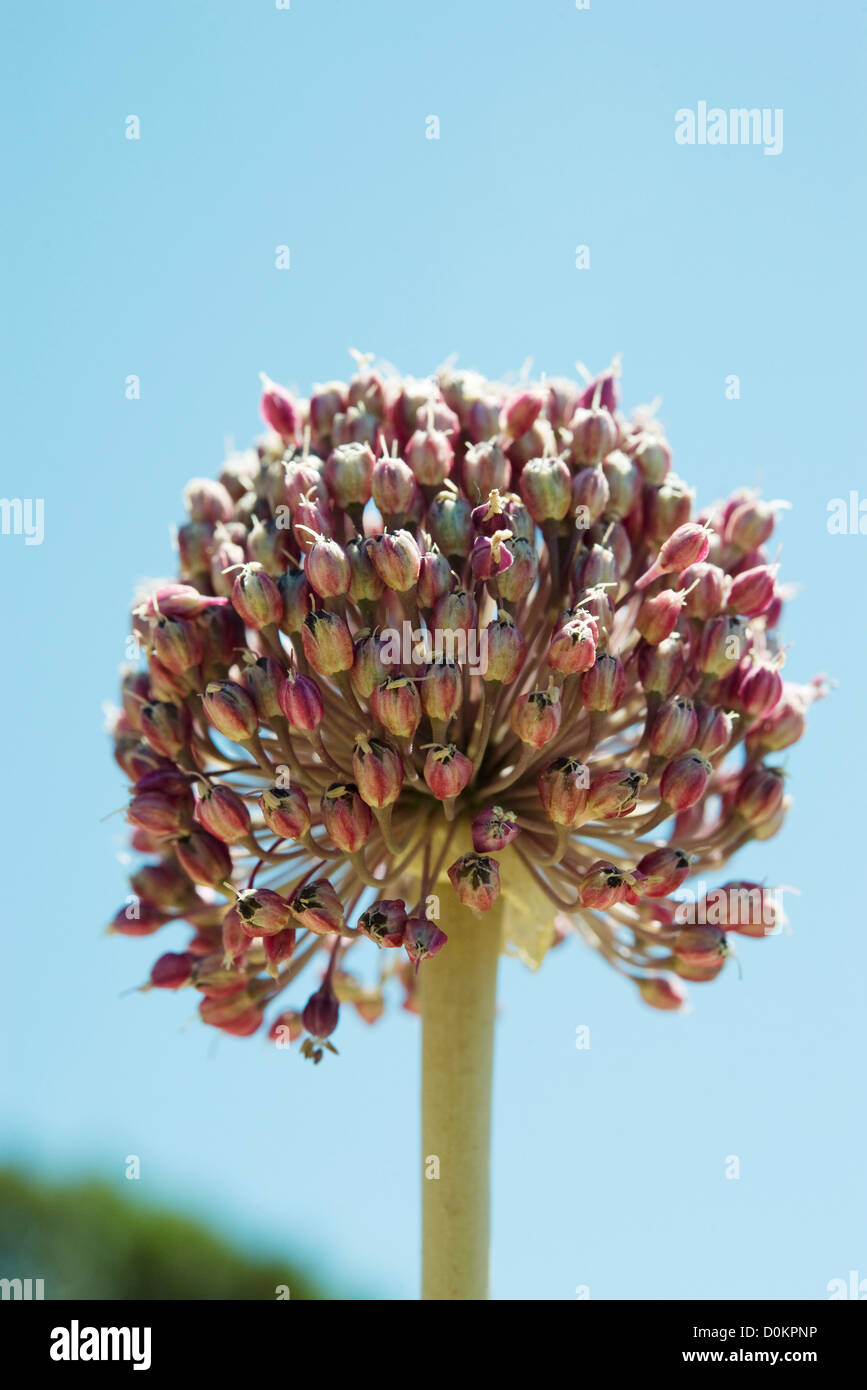Wild garlic flower Stock Photo Alamy