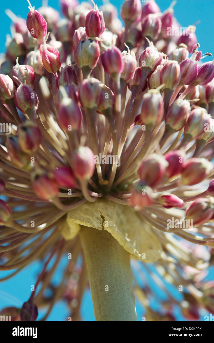 Garlic flower images hires stock photography and images Alamy