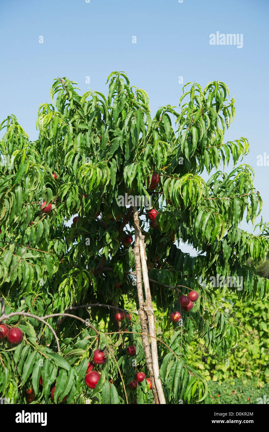 Nectarine images hires stock photography and images Alamy