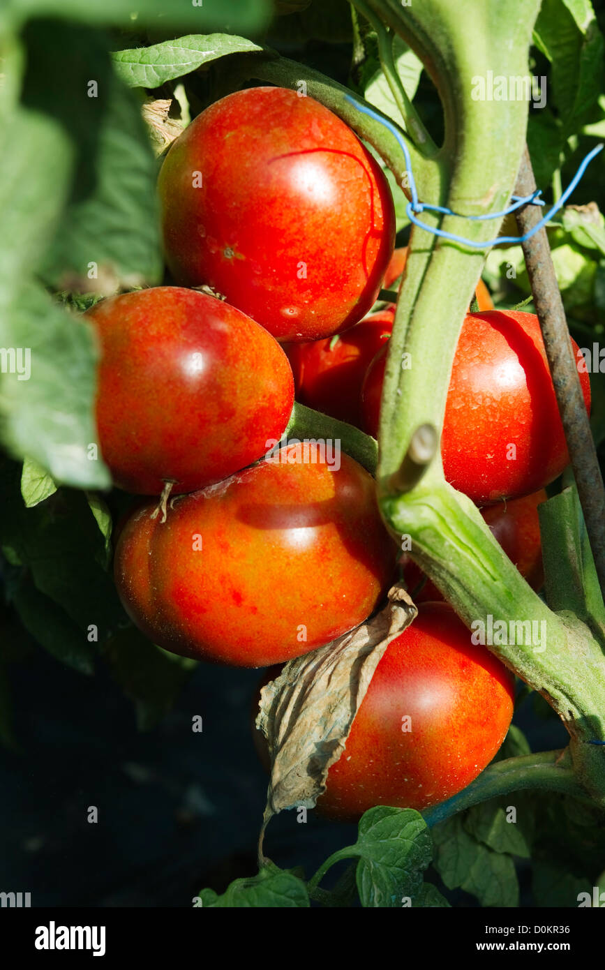 Bunch of tomatoes Stock Photo Alamy