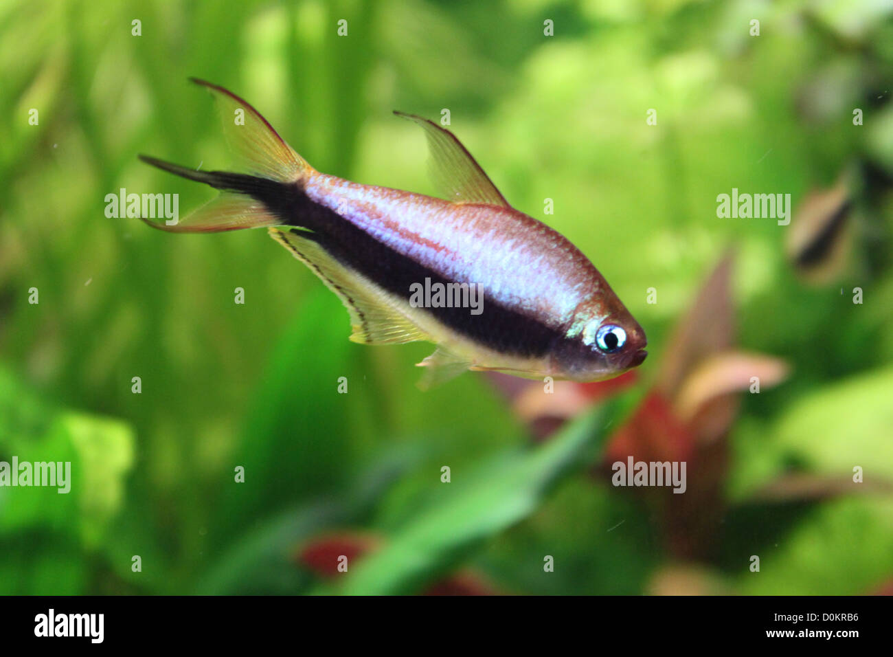 Tetra palmeri aquarium fish Stock Photo