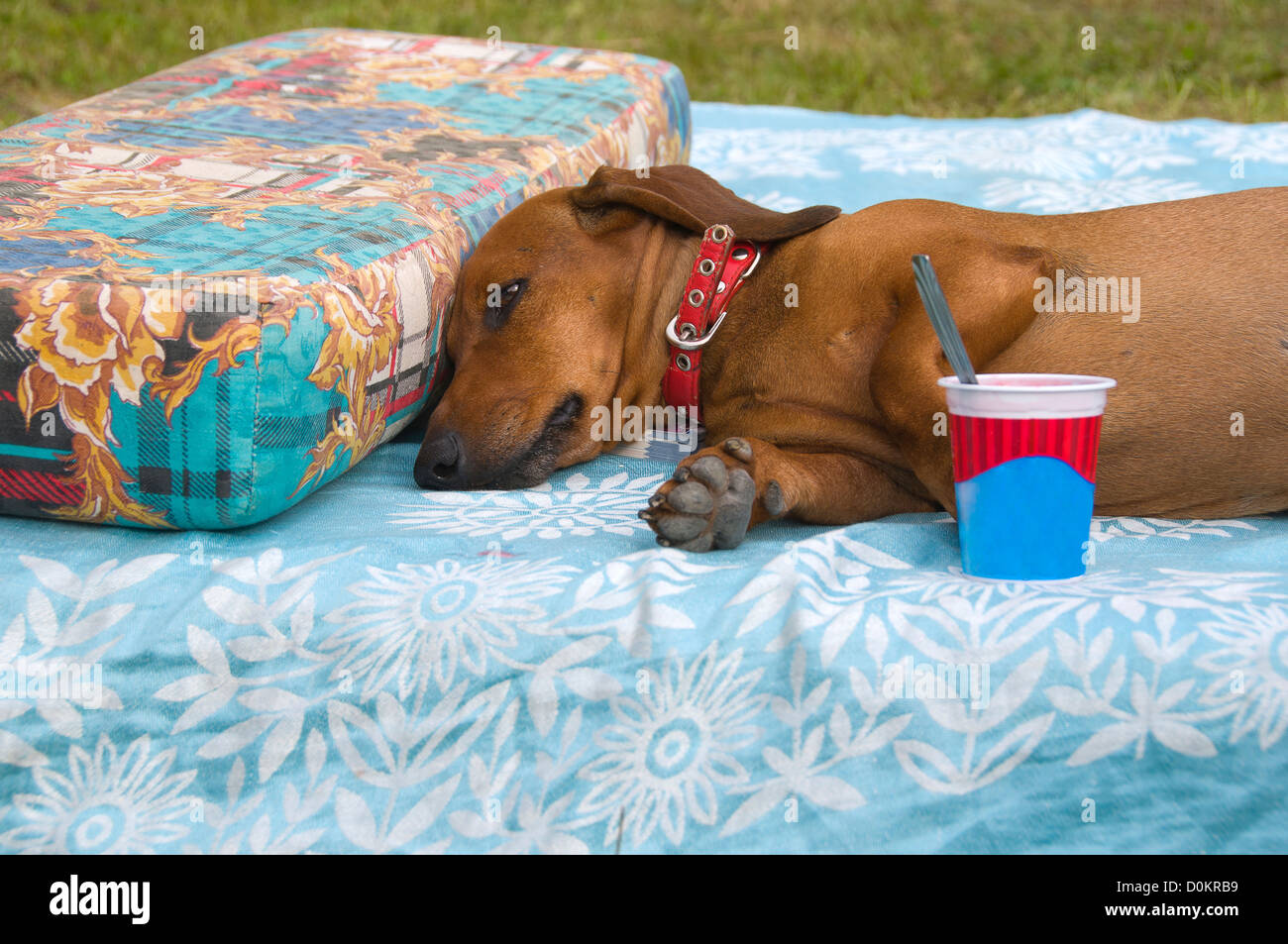 Dog ate a lot of ice cream Stock Photo Alamy