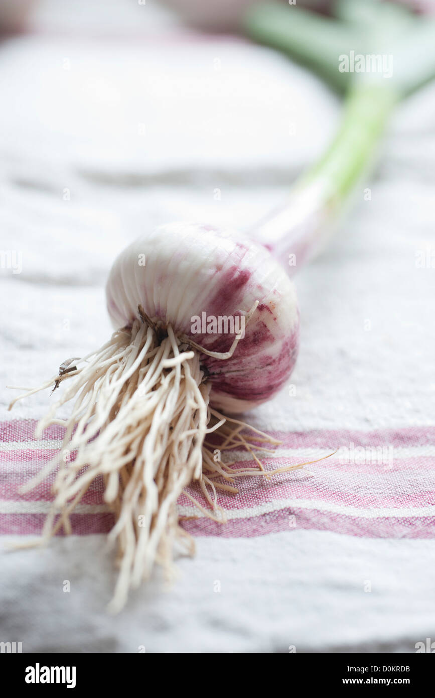 Clove of fresh garlic Stock Photo Alamy