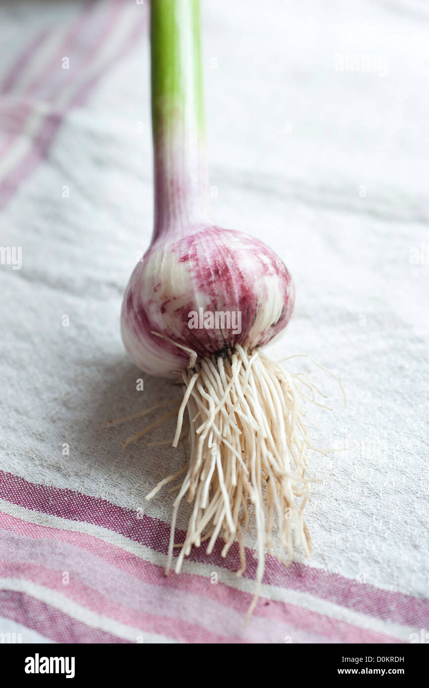 Clove of fresh garlic Stock Photo Alamy