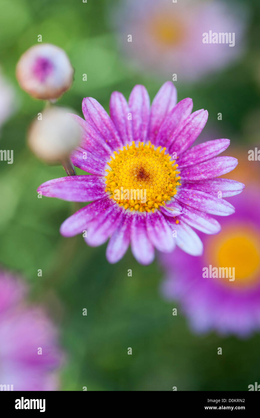 Pink daisies in flower fields Stock Photo Alamy